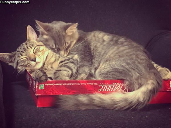 2 Cats In A Box