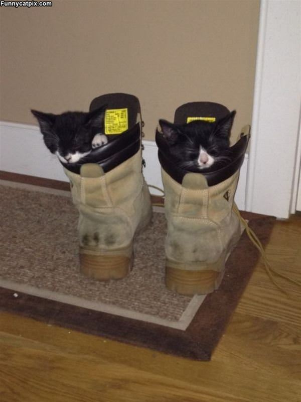 2 Kittens In Boots
