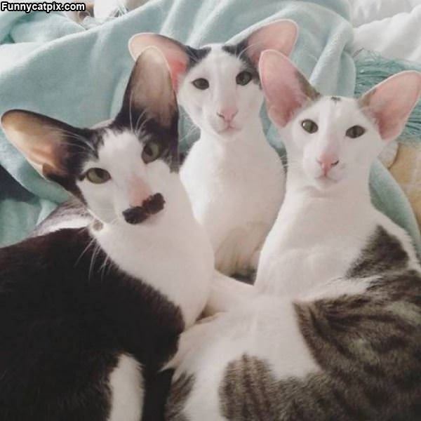3 Amazing Looking Cats