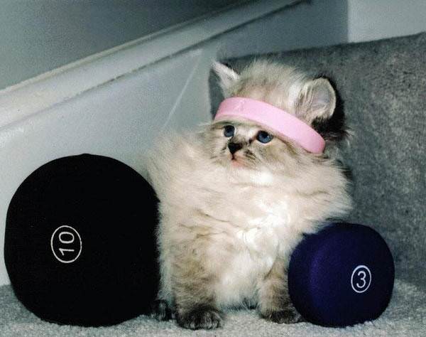 80s workout cat