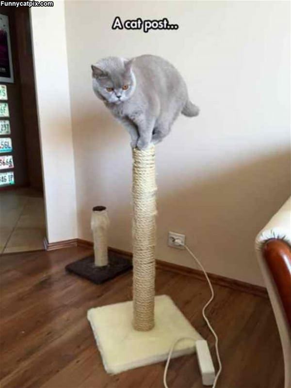 A Cat Post