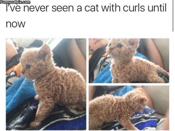 A Cat With Curls