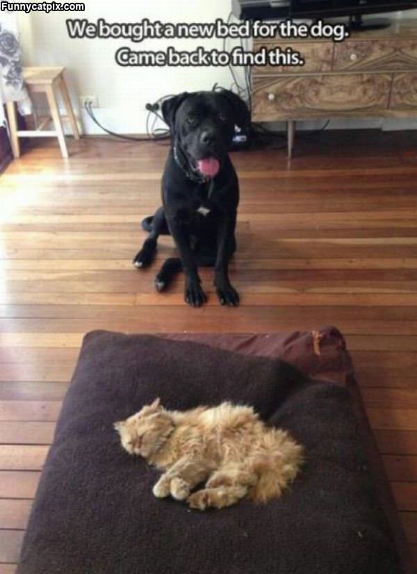 A New Dog Bed