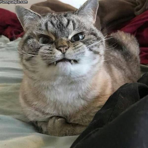 A Very Serious Cat