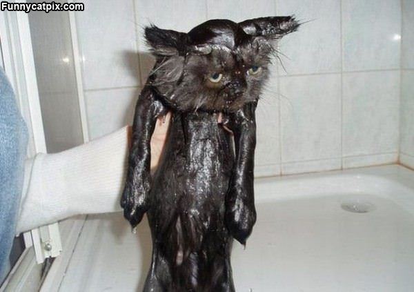 A Wet Kitty