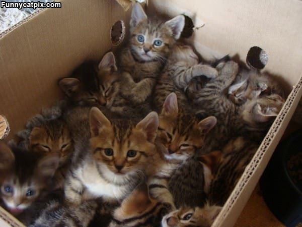 A Whole Box Of Kittens