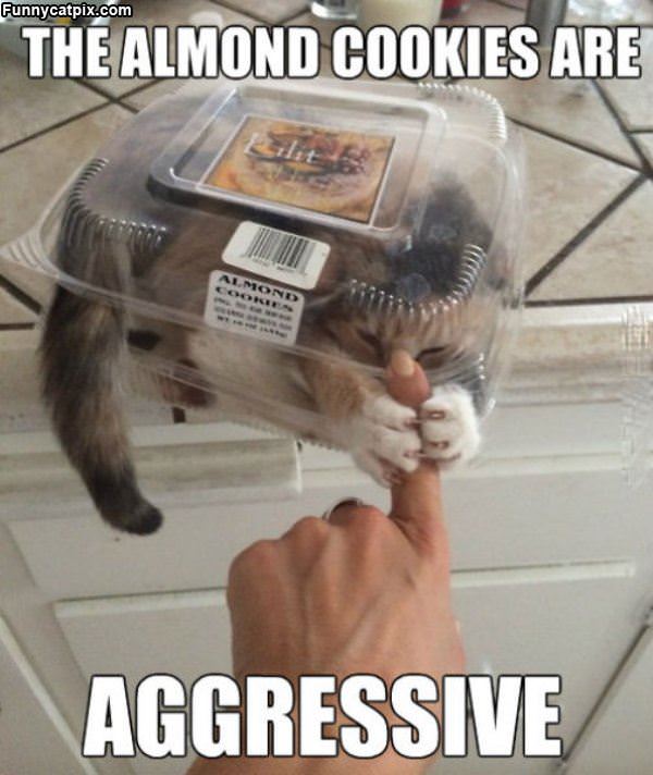 Aggressive Cookies