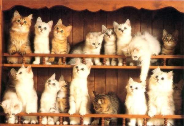 Army Of Cute Cats