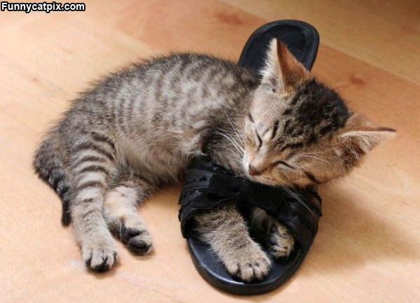 Asleep In A Shoe