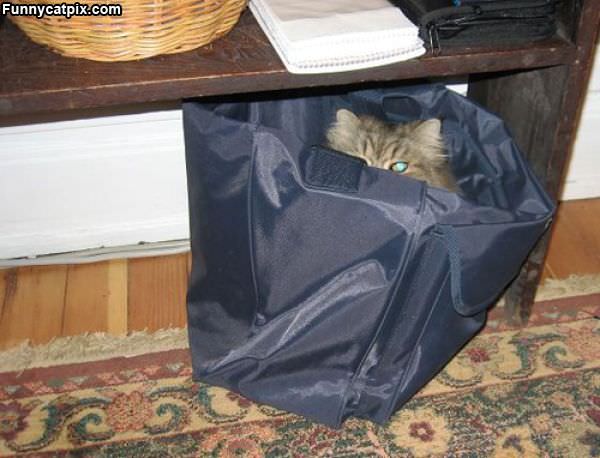 Asleep In The Bag