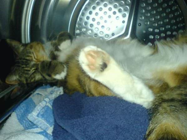 Asleep In The Dryer