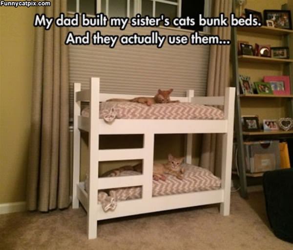 Awesome Cat Bunk Beds
