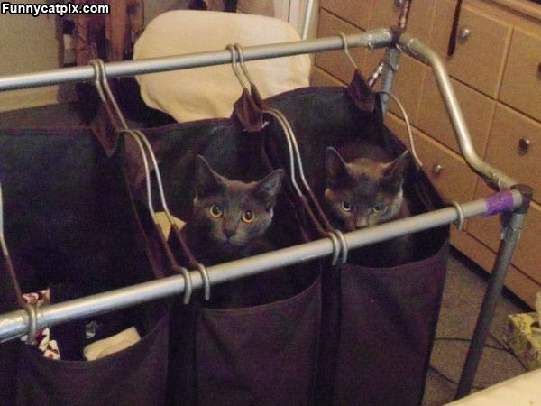 Bag Cats