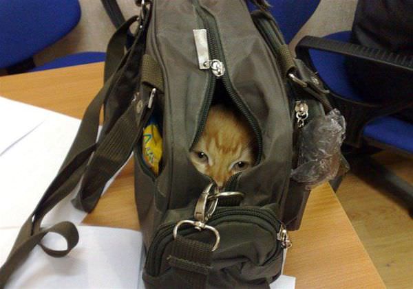 Bag Ninja Cat