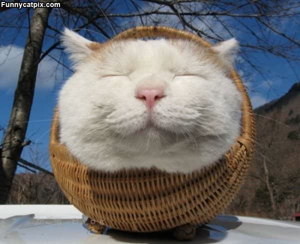 Basket Of Cat