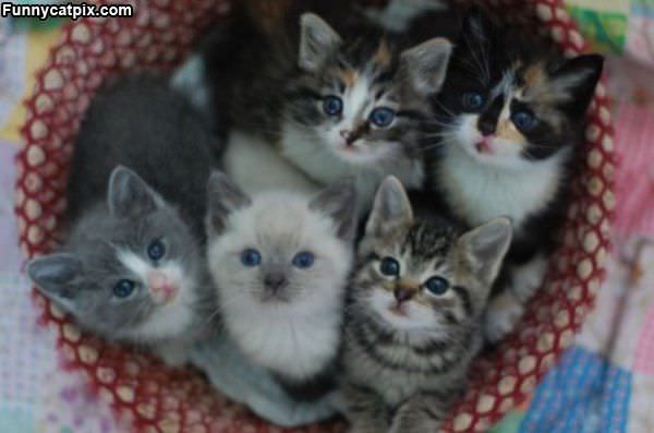 Basket Of Cats
