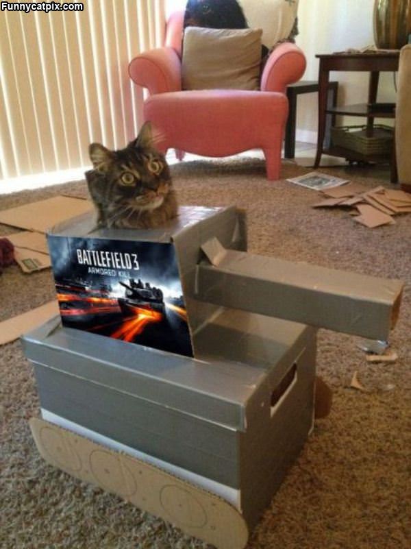 Battlefield Cat