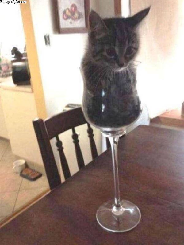 Big Glass Of Cat