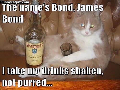 Bond Cat