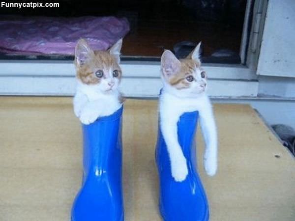Boots Made For Kittens