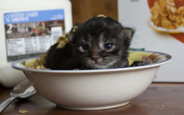 Bowl Of Cat
