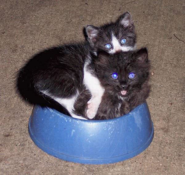 Bowl Of Cats