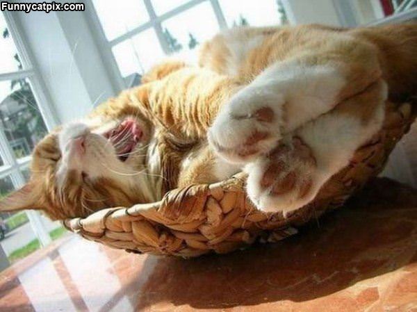 Bowl Of Sleepy Cat