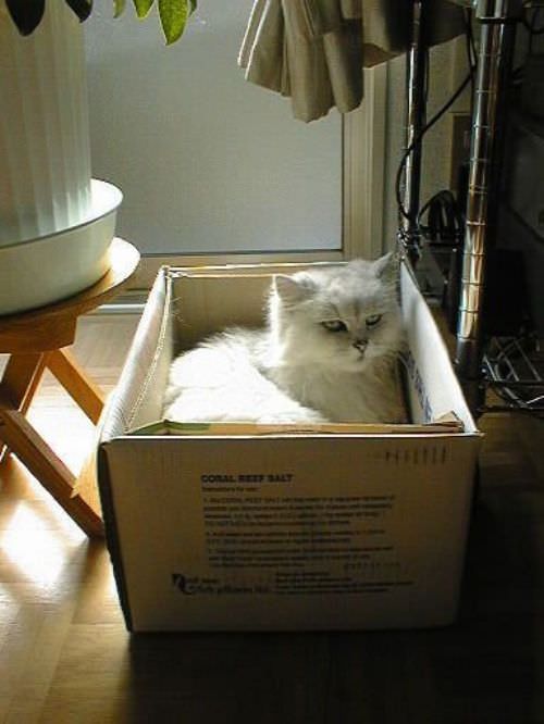 Box Of Cat