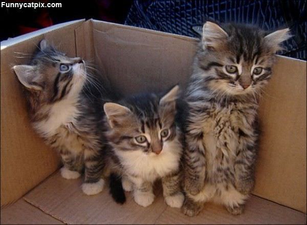 Box Of Cats