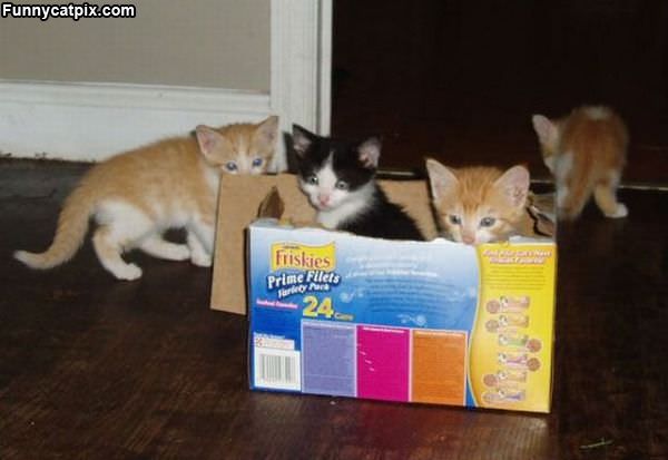 Boxes Of Kittens