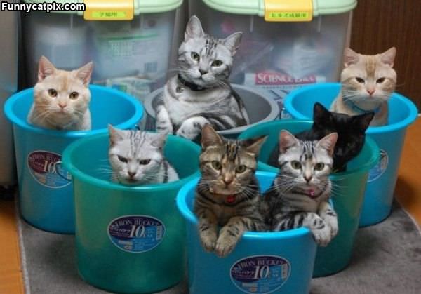 Bucket Cats