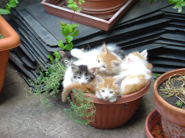 Bucket O Cats