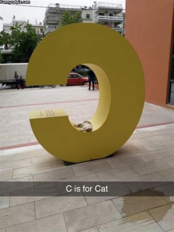 C Is For Cat