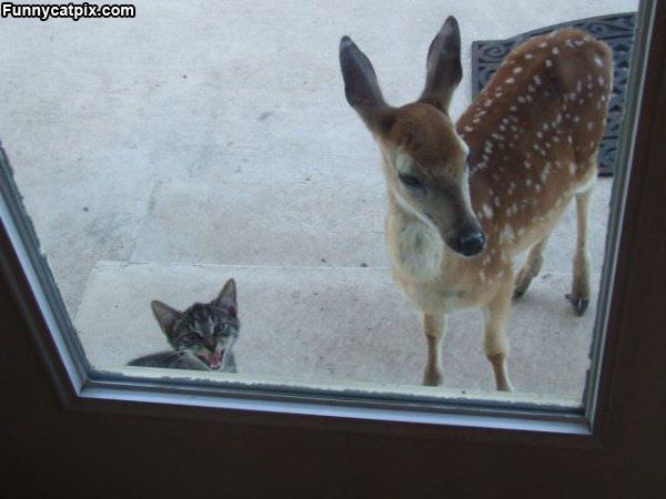 Can My Friend Come In Too