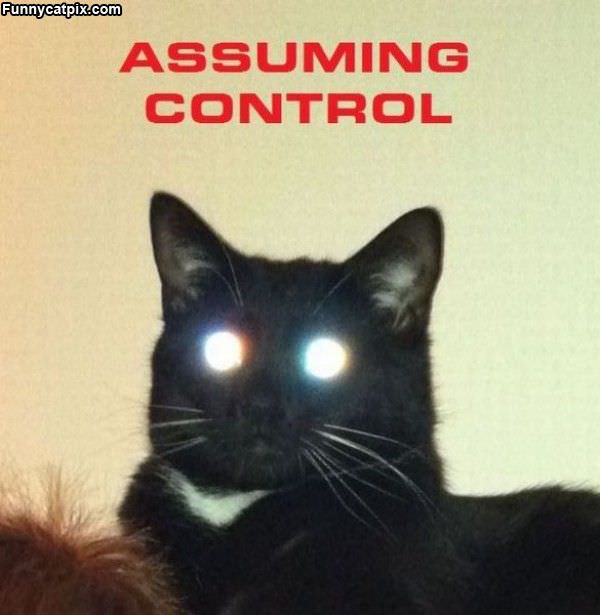 Cat Assuming Control