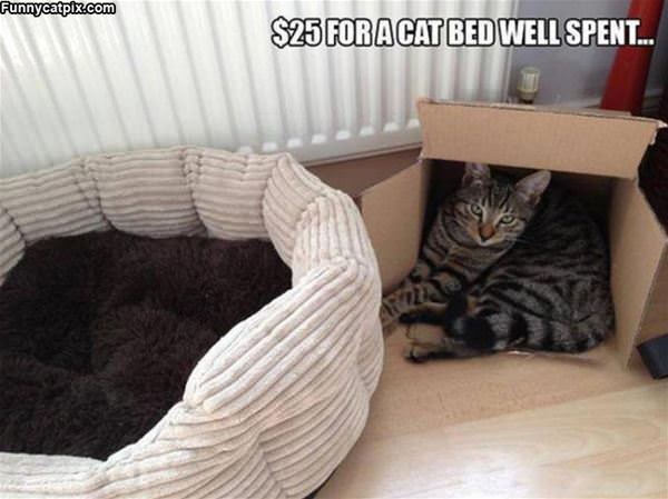 Cat Bed Money Well Spent