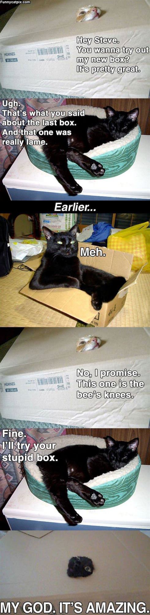 Cat Boxes