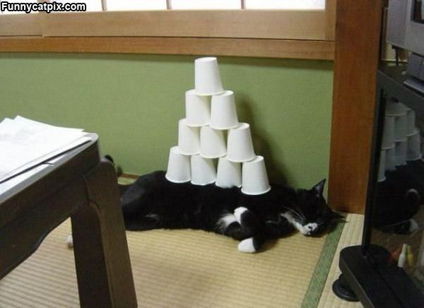 Cat Cup Stacker