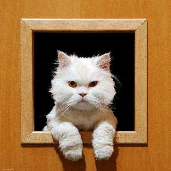 Cat Door