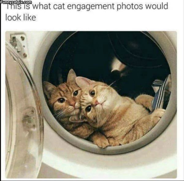 Cat Engagement Photos