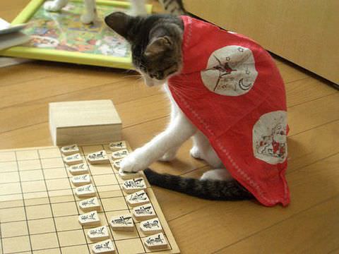 Cat Games.