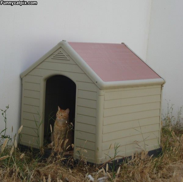 Cat House Now
