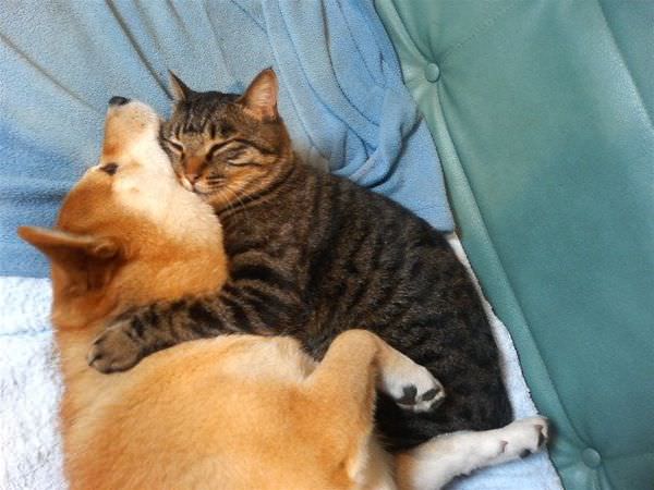 Cat Hugging And Sleeping