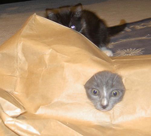 Cat In A Bag