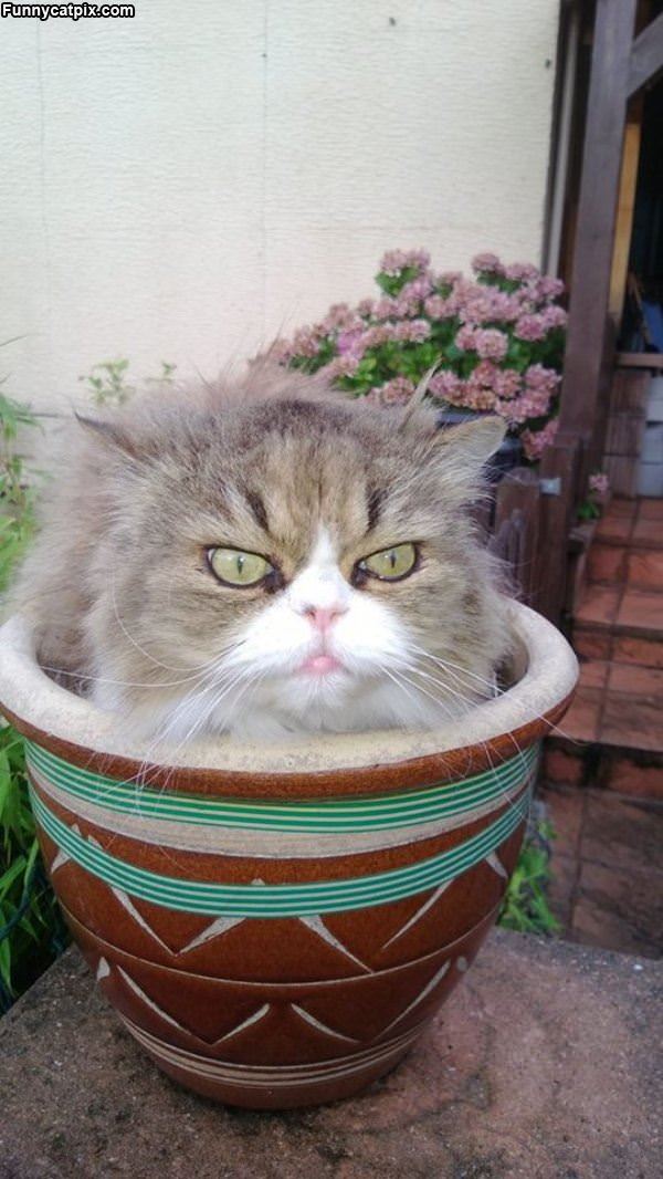 Cat In A Pot