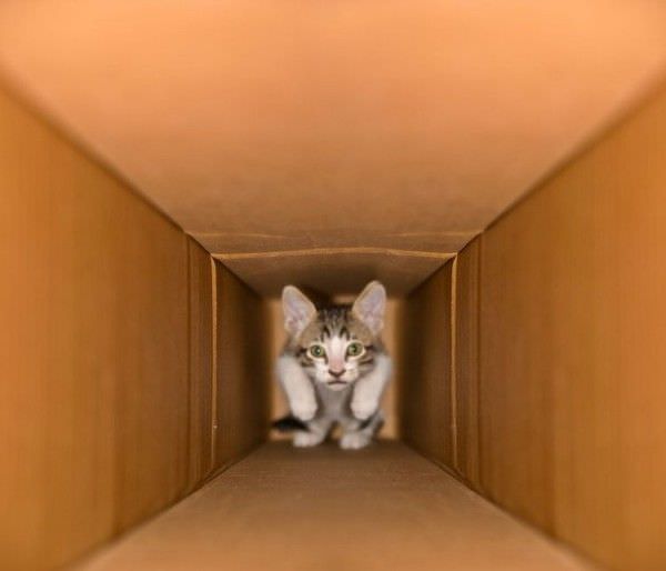 Cat In A Tunnel