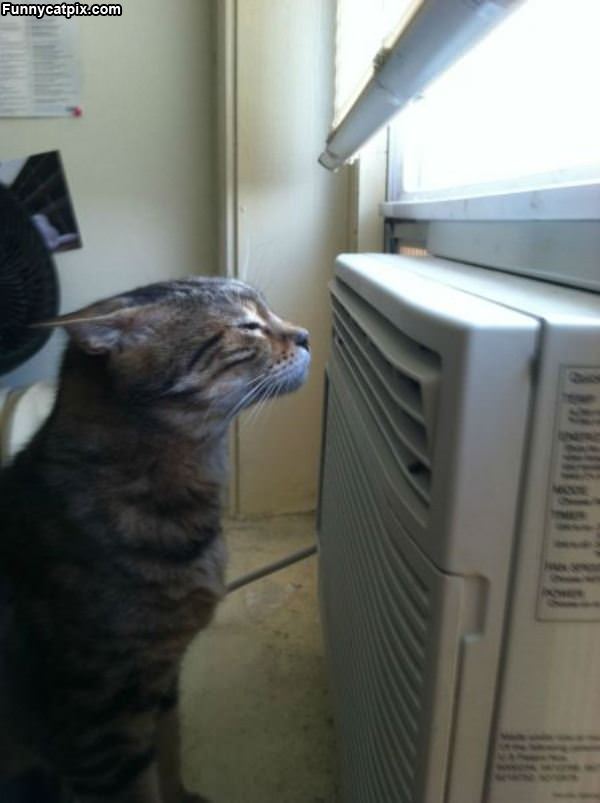 Cat Is Cooling Down