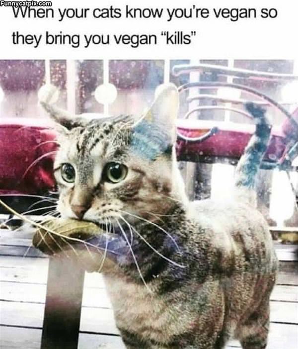 Cat Knows Your A Vegan