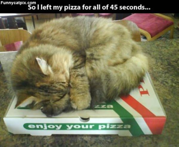Cat Likes Warm Pizza