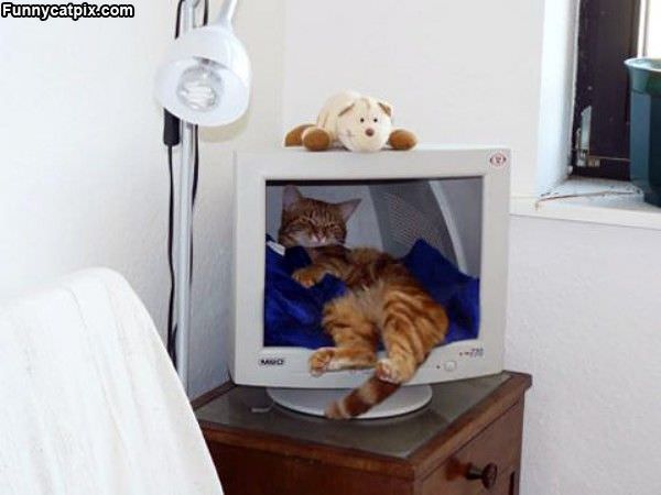Cat Monitor